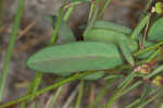 Coastal sand spurge